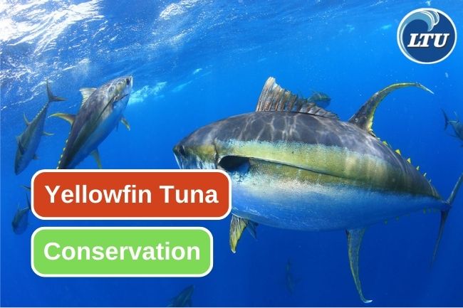 Supporting Yellowfin Tuna Conservation